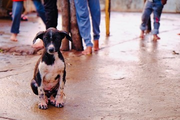 インドのストリートドッグ