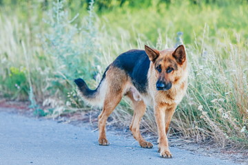 young beautiful german shepherd in the park