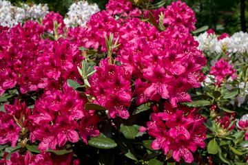 Blooming red flowers of Rhodenrona. A great decoration for any garden