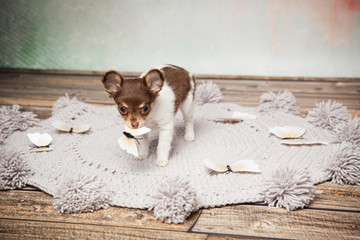 Hund ist versichert