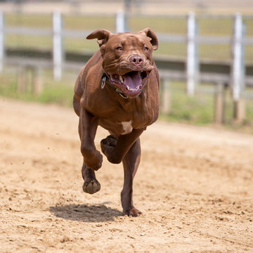 Ein freigestellter brauner Boxer in der Frontale strengt sich extrem bei einem Hunderennen an