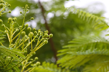 Green flowers closeup at summer under sunlight on blurred greenery background in garden, green plants landscape
