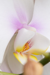 White orchid flower in bloom macro still