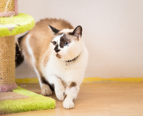 Scared blue eyed cat. Adopted pet