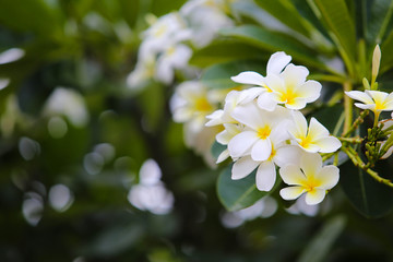 Close-up white frangipani tropical flower, plumeria flower blooming on tree, spa flower in soft dim light is beautiful natural background vintage style