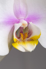 White orchid flower in bloom macro still
