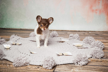 Wunschhund