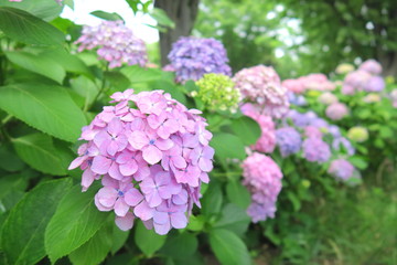 Obraz premium 公園に咲く紫陽花