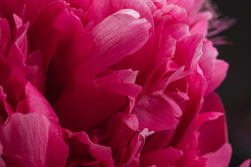 Smooth peony petals macro still with pink and purple colours 