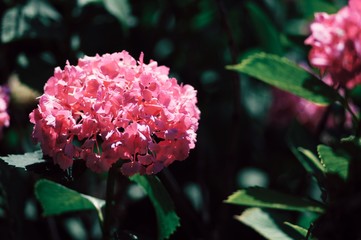 flower in the garden