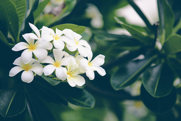 Fototapeta na wymiar Close-up white frangipani tropical flower, plumeria flower blooming on tree, spa flower in soft dim light is beautiful natural background vintage style