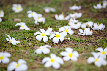Close-up white frangipani tropical flower, plumeria flower blooming on tree, spa flower in soft dim...