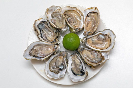 Oysters Plate