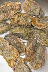 Stone Oysters