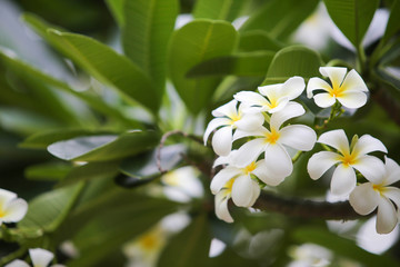 Close-up white frangipani tropical flower, plumeria flower blooming on tree, spa flower in soft dim...