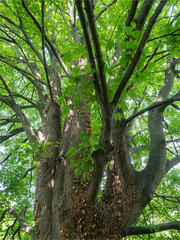 Obraz premium arbre dans l'île Saint Germain à Issy-les-Moulineaux près de Paris