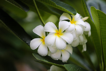 Close-up white frangipani tropical flower, plumeria flower blooming on tree, spa flower in soft dim light is beautiful natural background vintage style
