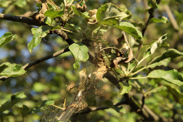 The branches of the aplle trees in the disease web. The epidemic of ermine mole