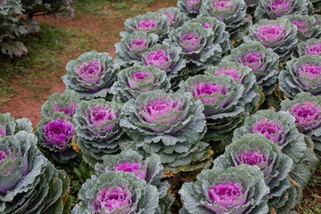 Obraz premium The cabbage planting at Angkhang Station in Chiangmai,Thailand