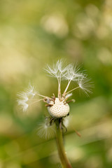 Close-up head of almost  flown dandelion on blurred green background.