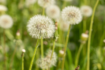 Obraz na płótnie Canvas Close-up white fluffy dandelion flowers on green summer meadow. 
