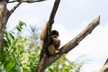 Gibbon also called the lesser ape or small ape on a tree.