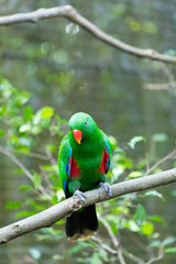 Eclectus parrot on the tree.