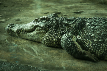 Crocodile in a farm