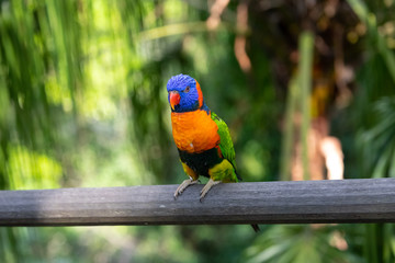 Portrait of a Rainbow lorikeet. It is a species of parrot.
