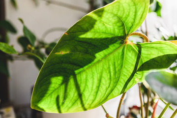 Green leaf close-up. Green home plant. Leaf texture.