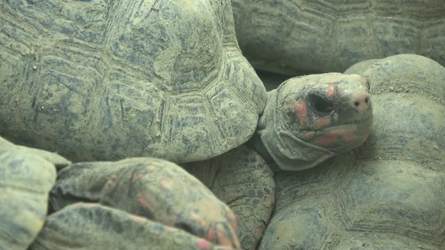アカアシガメ / The Red-footed tortoises, Chelonoidis carbonarius, piled up on top of each other, 4K