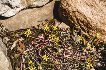 Spring landscape with yellow wildflowers