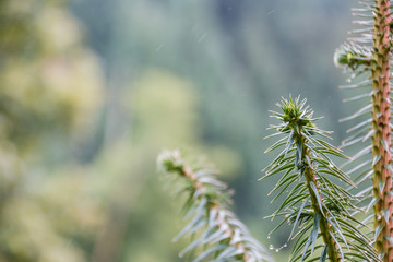 Green fir tree or pine branches