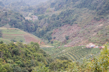 Fototapeta na wymiar Green tea farm at Doi Angkhang in Chiang mai, Thailand