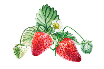 Watercolor red juicy strawberries with leaves and flower. Food background, painted bright composition. Hand drawn food illustration. Fruit print. Summer sweet fruits and berries.