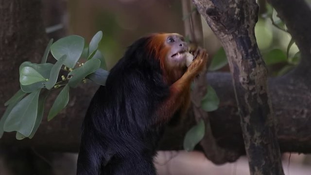 golden headed lion tamarin feeding