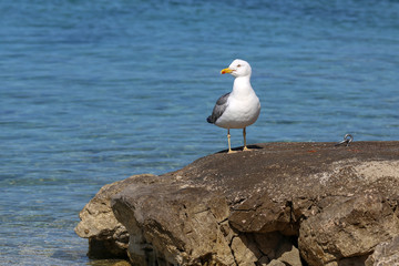 A sea gull sits on rocks near the shore