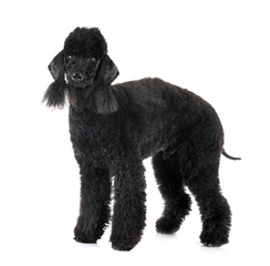 bedlington poodle in studio