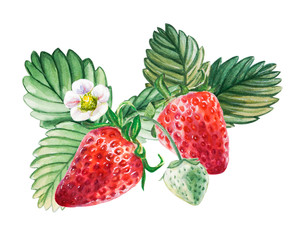 Watercolor red juicy strawberries with leaves and flower. Food background, painted bright composition. Hand drawn food illustration. Fruit print. Summer sweet fruits and berries.