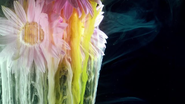 Flowers of pyrethrum. Colorful ink in water.