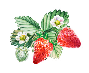 Watercolor red juicy strawberries with leaves and flower. Food background, painted bright composition. Hand drawn food illustration. Fruit print. Summer sweet fruits and berries.