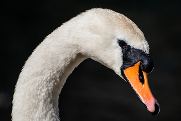 Fototapeta premium Swan