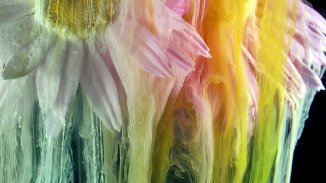 Flowers of pyrethrum. Colorful ink in water.