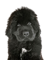puppy newfoundland dog