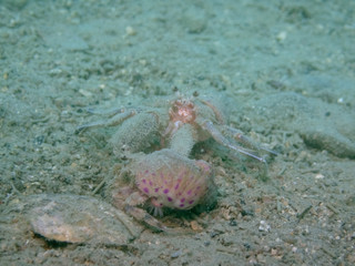 Hermit crab (Pagurus prideaux) in the family Paguridae with sea anemone (Adamsia carcinopados) . Found in shallow waters off Mediterranean sea - Slovenia