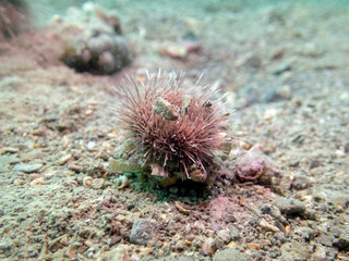 Underwater marine life, Psammechinus microtuberculatus commonly called green sea urchin, Mediterranean Sea