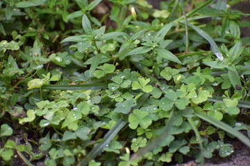green grass with water drops in the early morning