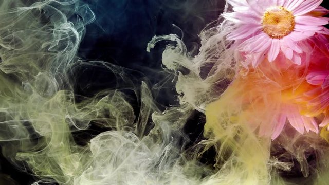 Flowers of pyrethrum. Colorful ink in water.