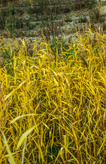Yellow autumn grass. Yellowed grass. Hay. Autumn in Russia.