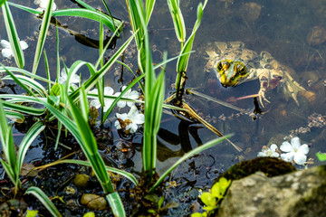 Head of frog with large open eyes above the water. Frog Rana ridibunda in natural habitat. Concept of nature of North Caucasus for design.